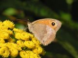 Slttergrsfjril (hona) - Maniola jurtina - Meadow Brown (female)