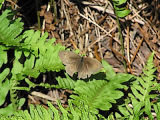 Slttergrsfjril (hanne) - Maniola jurtina - Meadow Brown (male)