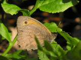 Slttergrsfjril (hanne) - Maniola jurtina - Meadow Brown (male)