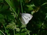 Rapsfjril (hona) - Pieris napi - Green-veined White or Sharp-veined White (female)