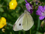 Klfjril - Pieris brassicae - Large White