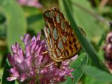 Storflckig prlemorfjril - Issoria lathonia - Queen of Spain Fritillary