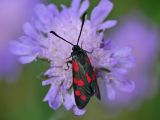 Sexflckig bastardsvrmare - Zygaena filipendulae - Six-spot Burnet