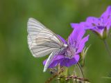 Svartribbad vitvingemätare - Siona lineata - Black-veined Moth