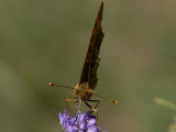 Skogsprlemorfjril - Argynnis adippe - High brown fritillary