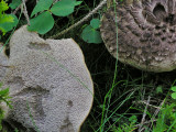 Fjllig taggsvamp - Sarcodon imbricatus