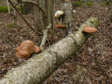Bjrkticka - Piptoporus betulinus