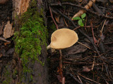 Strumpticka - Polyporus varius