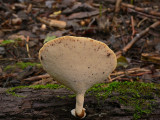 Strumpticka - Polyporus varius
