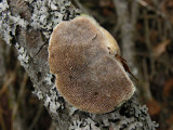 Borstticka - Trametes hirsutus