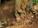 Oxtungsvamp - Fistulina hepatica - Beefsteak fungus