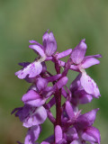 Sankt Pers nycklar (Orchis mascula)