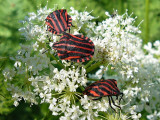 Strimlus - Graphosoma lineatum - Striped Shield Bug