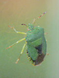 Grn brfis - Palomena prasina - Green shield bug