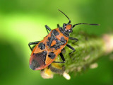 Corizus hyoscyami, en smalkantskinnbagge