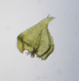 Thuidium recognitum - kalktujamossa - Lesser Tamarisk-moss