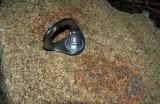 Mature Metolius Climberus Boltus