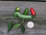 Hornworm