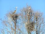 Great Blue Herons