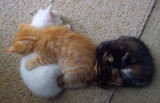 Sleeping kittens