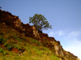 A  lone  bush  clings  to  the  steep  crags.