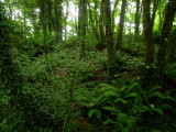 Rudbaxton   motte, extremely   overgrown.