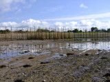 Stake  nets  on  the  foreshore.