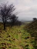 Wansdyke  looking  East  towards  Pewsey.