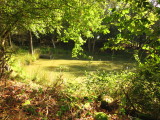Park  Wood  pond.