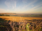 The  South  Downs  from  Windover  Hill.