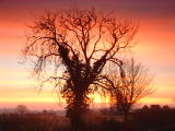 Lone tree at dawn