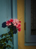 Pink Roses- Blue Wall