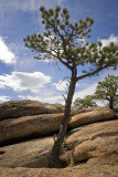 Lone Tree on Rocks 0698