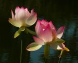 Two Pink Lotus Flowers