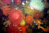 Anemone Display