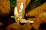 Starfish and sponge