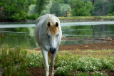 Wild Horse Sanctuary