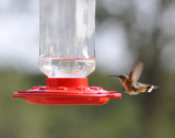 Rufous Flaring