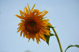 Sunflower 2