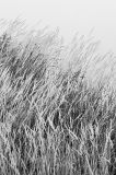 River Reeds in Black and White