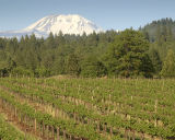 Vineyard in Spring