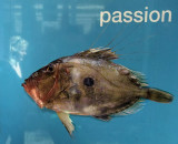 smoker fish