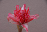 Famous flower...torch ginger