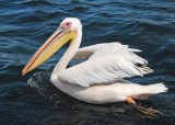 White Pelican