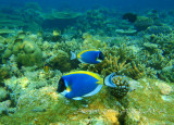 Weisskehl-Doktorfisch_Powder-blue surgeonfish_060185.jpg