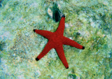 Indischer-Seestern_Indian  sea star_120391.jpg