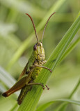grasshopper on grass _3657.jpg