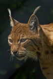 Karpatischer Luchs_ (Lynx lynx)_5317.jpg