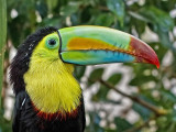 Keel-billed Toucan_6601.jpg