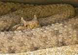 Sidewing rattlesnake_6565.jpg